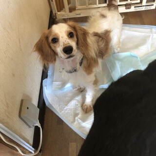 静岡ブリーダー崩壊よりレスキューのMIX犬
