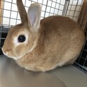 ネザーランドドワーフ♂２歳