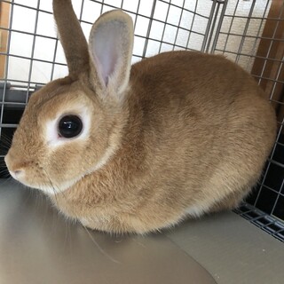 ネザーランドドワーフ♂２歳