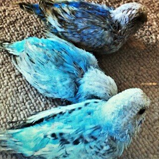 セキセイインコの雛　６月25日生まれ