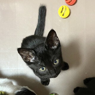 甘えん坊の黒猫男の子