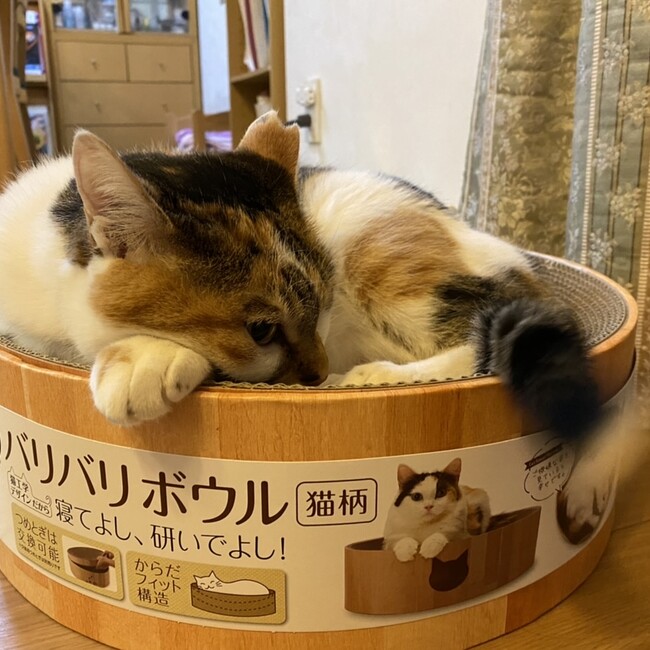 Satoshicのカバー写真