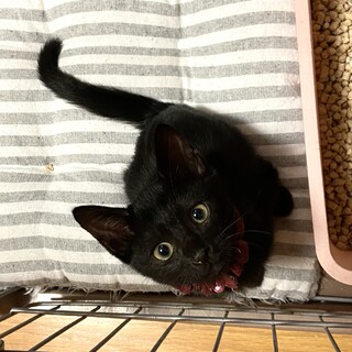 甘えん坊の黒猫男の子