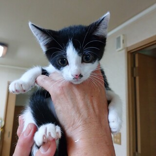 かわいいシロクロ美猫ちゃん