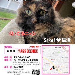 魅力的な大人猫のSakai♥猫活　譲渡会