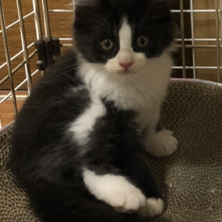 生後2ヶ月(推定)の子猫の募集です！