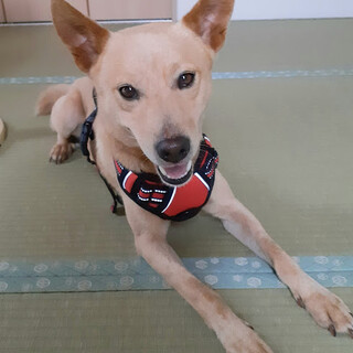 人懐っこい柴系短毛、優しく寄り添う細身男子です