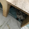 5月14日生まれ♂2か月幼生期モルモット２匹
