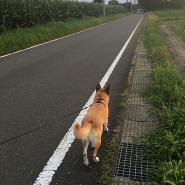 トウモロコシ畑