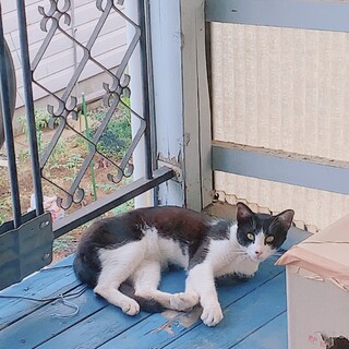 人懐っこいハチワレ君