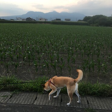 お山をバックに