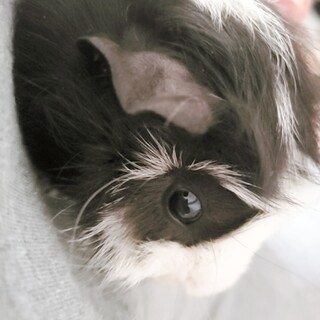 アビシニアンモルモット（巻き毛） 男の子