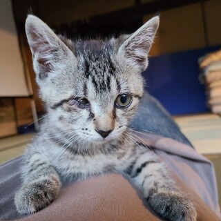 【一旦停止】キジトラのおてんば娘