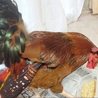 大きなモフモフの雄鶏くん里親募集中です！