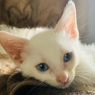 ⑩ミミ　2ヶ月　珍しいブルーアイ　メス