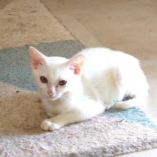 可愛い白系のニャン２匹（メス、オス） 