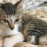 ①弟　白キジ　ごろごろ　2ヶ月　あめ サムネイル2