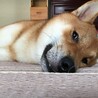 はーteさん