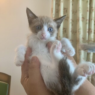 ありがとうございました★シャムMIXのこねこちゃん