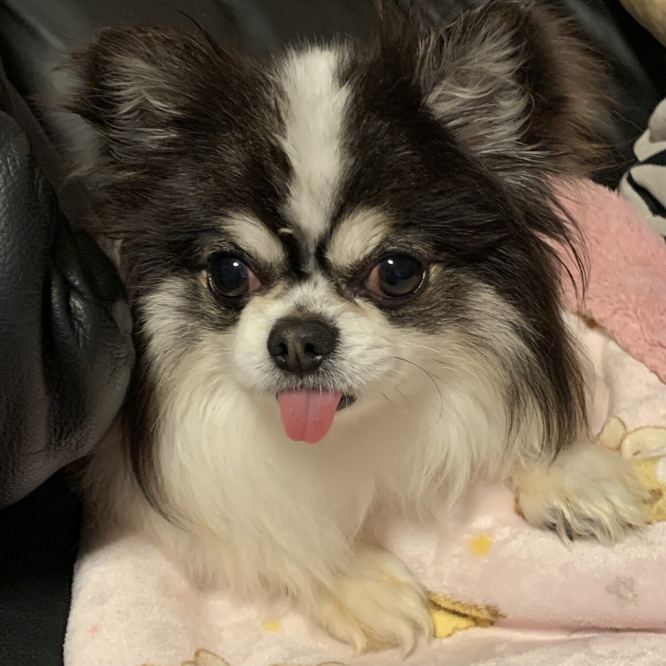 チワワのレンくん 里親 奈良県 犬の里親募集 ペットのおうち 月間利用者150万人