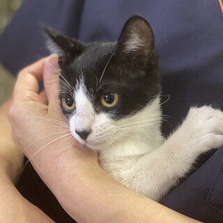 生後2ヶ月半の♀