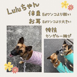 「Luluちゃんのアイデンティテイ」サムネイル2