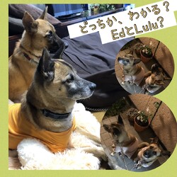 「Luluちゃんのアイデンティテイ」サムネイル3