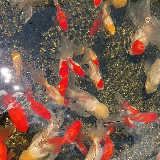 金魚大好きのカバー写真