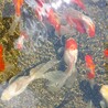 金魚大好き