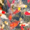 「オランダ獅子頭と丹頂金魚の子供」お譲りします！ サムネイル5