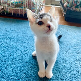 甘えん坊のウィンク猫