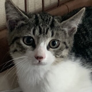 4ヶ月、子猫里親募集中。