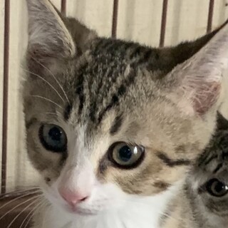 4ヶ月、子猫里親募集中。