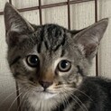 4ヶ月、子猫里親募集中。