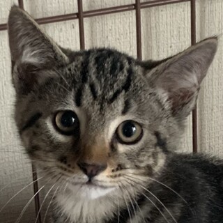 4ヶ月、子猫里親募集中。