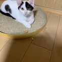 仲良し4兄妹(あんパン)