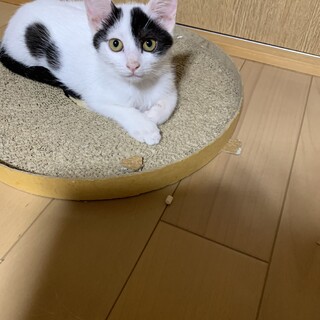 仲良し4兄妹(あんパン)