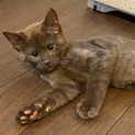子猫のくま君♪ キャラクターのようなおもしろ顔♪