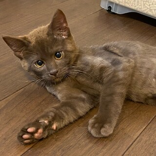子猫のくま君♪ キャラクターのようなおもしろ顔♪