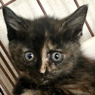 2ヶ月、子猫里親募集中。