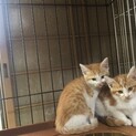 仲良し4兄妹(クリームパン)