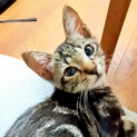生後２~３ヶ月　甘えん坊のアメショ似柄