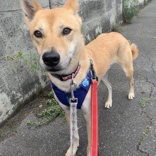 慣れると甘えん坊で元気いっぱいの【ムクロ】くん
