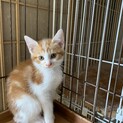 仲良し4兄妹(メロンパン)