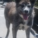 秋田犬　1歳　虎毛の女の子