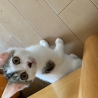 仲良し4兄妹(チョコパン)