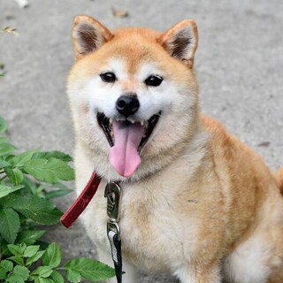 ハッピーアイミ！