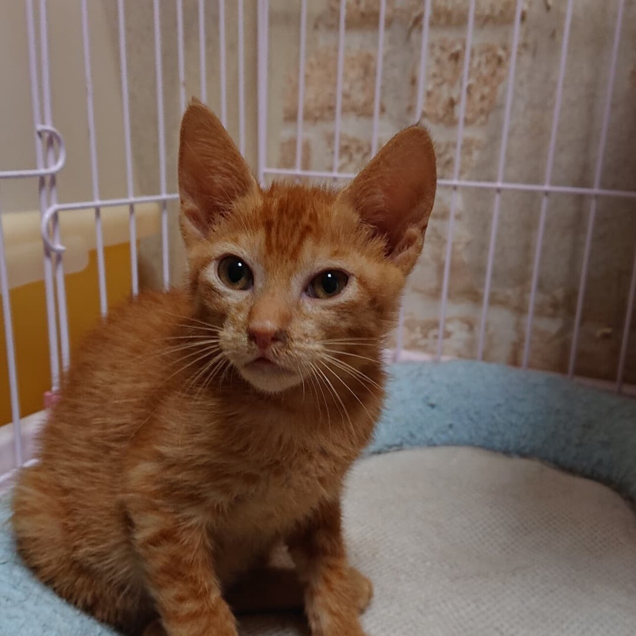 やせっぽちだけど元気な茶 大阪府 猫の里親募集 ペットのおうち 月間利用者150万人