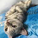 綺麗なシルバータビー短足です。