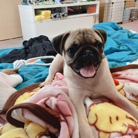 佐藤　ちゃちゃ丸